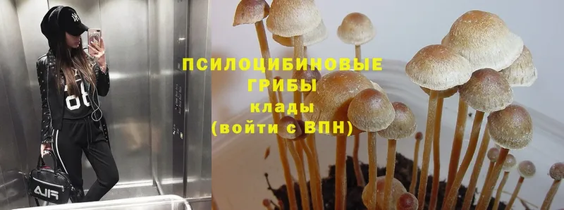 Галлюциногенные грибы Magic Shrooms  omg зеркало  Татарск 